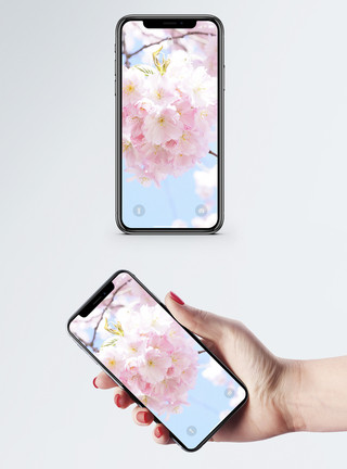 樱花节海报樱花盛开手机壁纸模板