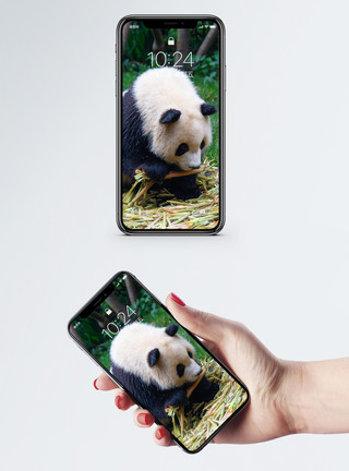 笑的动物大熊猫手机壁纸模板