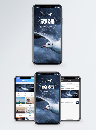 飞鸟鹰燕子飞翔顽强手机海报配图模板