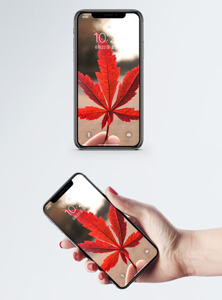 秋色植物红色枫叶手机壁纸模板