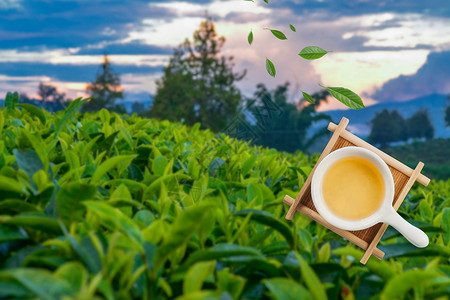 茶田保护自然环境设计图片