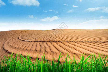 沙丘草土地沙漠化设计图片