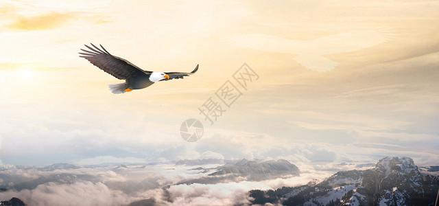 展翅的雄鹰背景图片