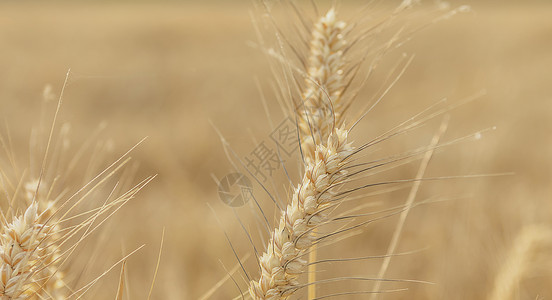 金黄麦子大丰收背景设计图片