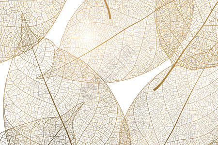 植物叶子纹理叶脉纹理设计图片