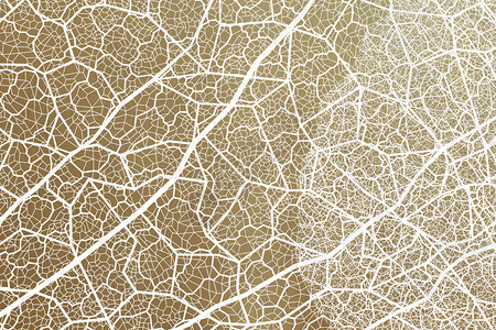 霜叶子树叶纹理设计图片