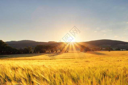 金色麦子稻谷秋季丰收设计图片