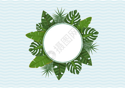 热带植物叶子背景图片