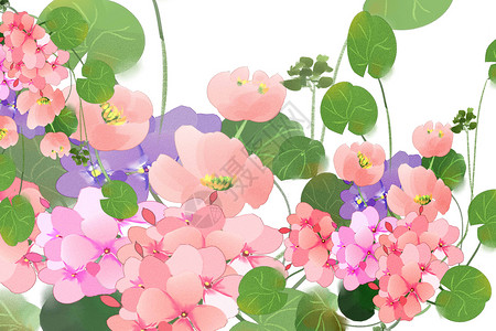 粉红色天竺葵花卉插画