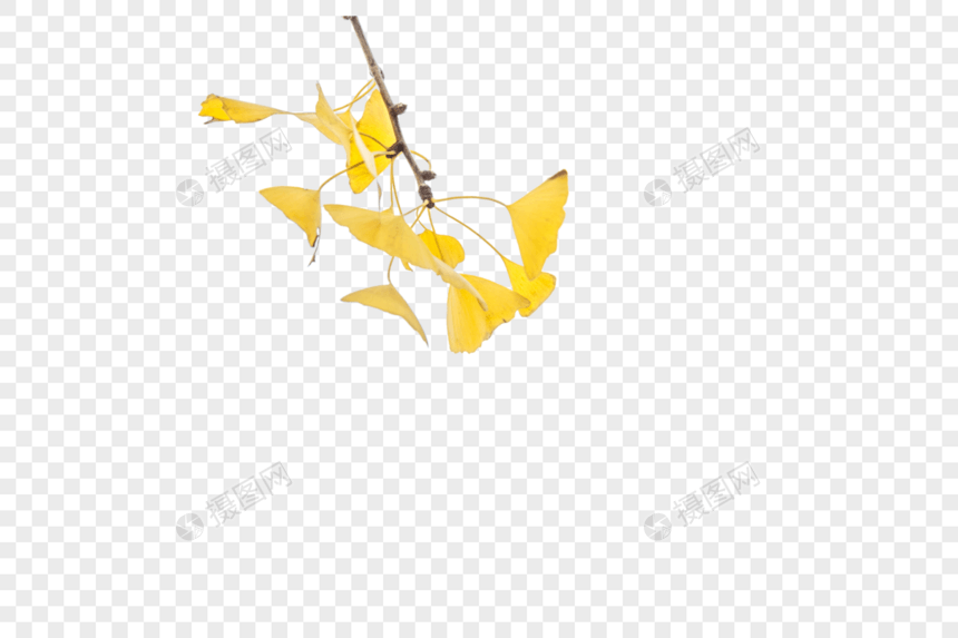 秋天黄黄的银杏叶图片