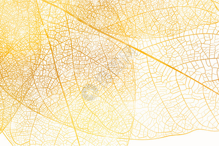 细长纹路叶子叶脉纹理设计图片