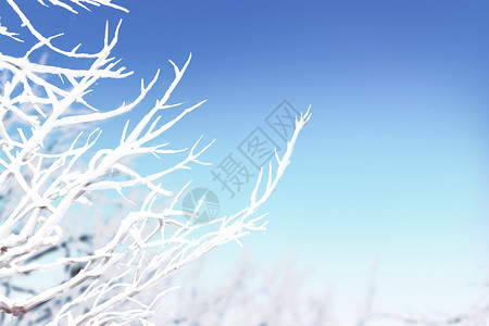 白色的霜二十四节气霜降插画