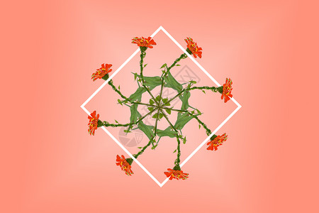 红色植物边框旋转花朵背景设计图片