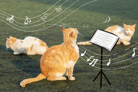 猫咪草地音乐节高清图片