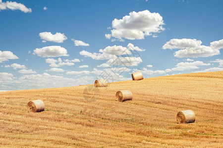 麦子收割秋收稻谷设计图片