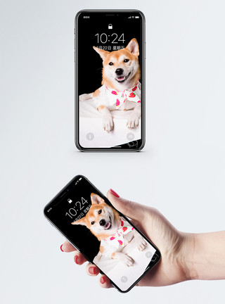 微笑犬狗柴犬狗手机壁纸模板