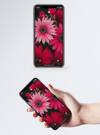 一盆盆栽鲜花红色鲜花手机壁纸模板