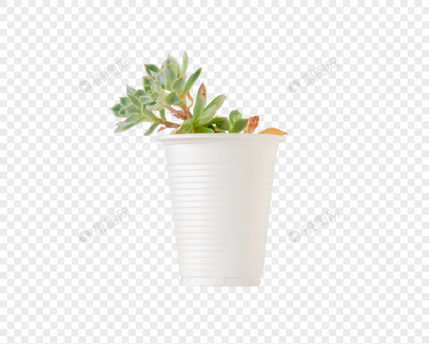 一盆植物图片