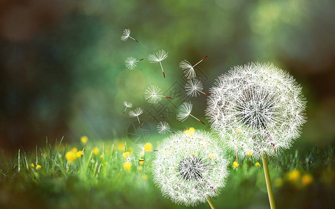 白色花草光效梦幻蒲公英设计图片