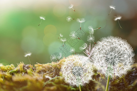 白色花草光效梦幻蒲公英设计图片