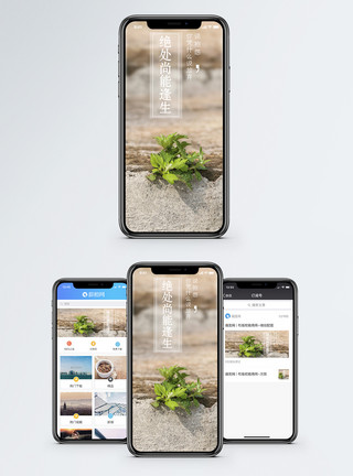 树苗生长绝处逢生手机海报配图模板
