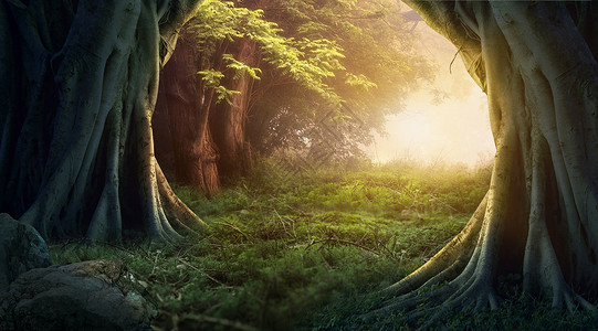 森林生态系统梦幻树木森林设计图片
