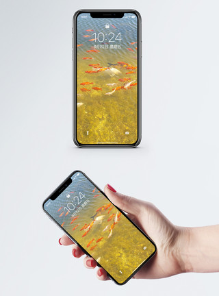 笑的动物水中的锦鲤手机壁纸模板