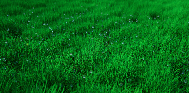 绿雨掉落绿草坪设计图片