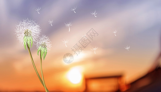 阳光下的植物夕阳下的蒲公英设计图片
