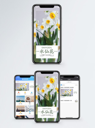 水仙花素材水仙花手机海报配图模板