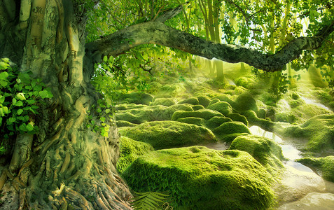 苔藓与蘑菇梦幻森林设计图片