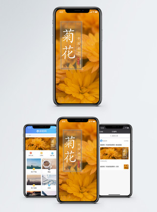 花卉花草菊花手机海报配图模板