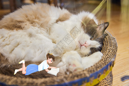 睡猫读书女孩与猫设计图片