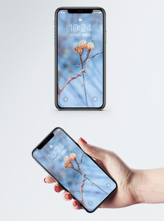 冰雪素材高清植物写真手机壁纸模板
