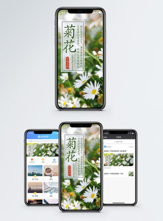鲜花树叶边框菊花手机海报配图模板