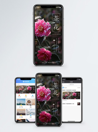 山茶花提取物茶花手机海报配图模板
