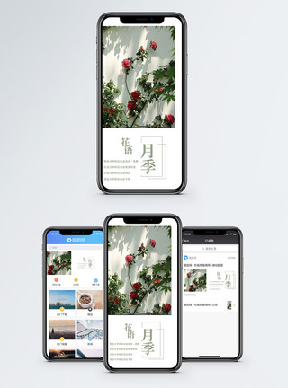 花墙素材月季手机海报配图模板