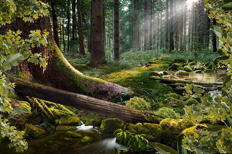 阳光河流梦幻森林设计图片