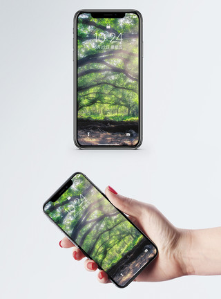 桉树榕树阳光下的大榕树手机壁纸模板