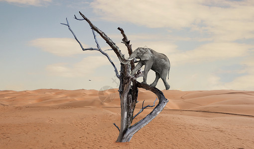 超现实主义大象小象沙漠高清图片