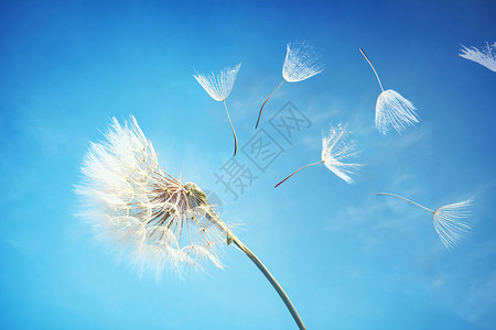 清新的花草花卉蒲公英背景设计图片