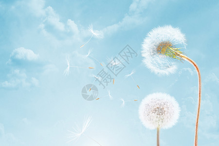 蜡笔风植物清新蒲公英背景设计图片