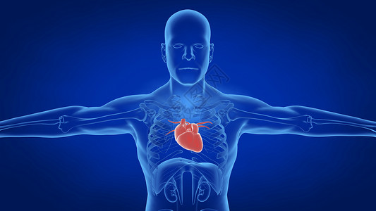 心脏跳动人体模型起搏器高清图片