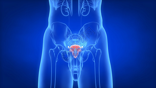 前列腺人体骨骼模型高清图片