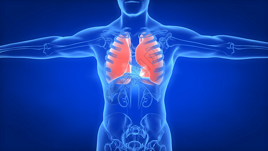 心脏跳动人体肺部场景设计图片