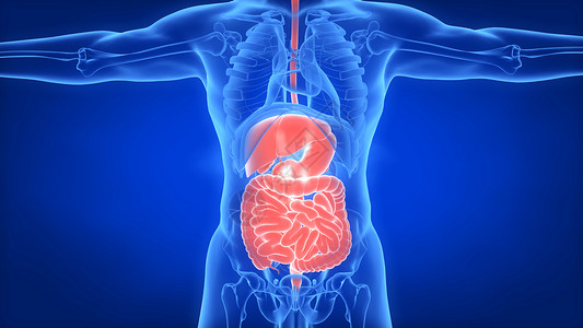 人体肝脏肠道背景图片