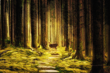 树林路奇幻唯美森林设计图片