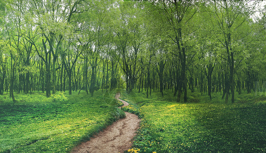 绿色小道梦幻森林设计图片