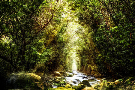 茂密的树林奇幻唯美森林设计图片