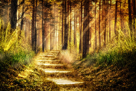 松林散步小道梦幻唯美森林设计图片